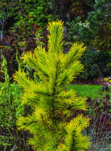 ‘Chief Joseph’ Lodgepole Pine
