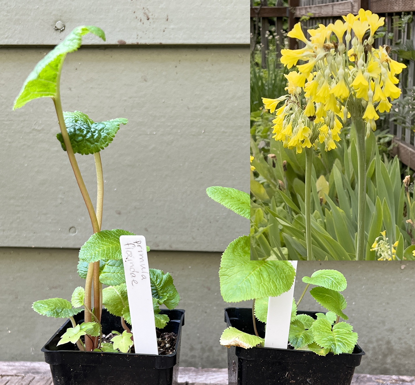 Tibetan cowslip, Primula florindae