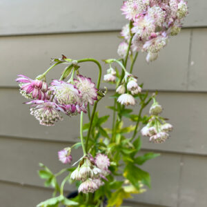 Masterwort, Astrantia major ‘Alba’