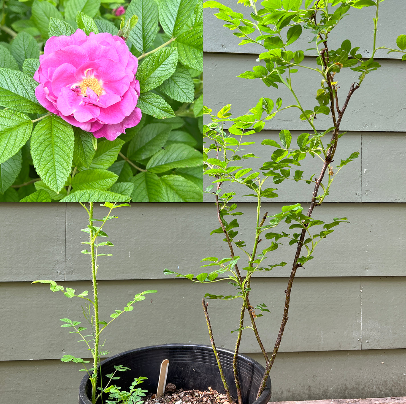 Rosa alba ‘Maiden’s Blush’