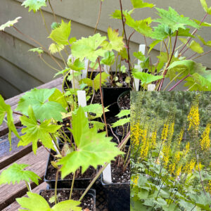 Ligularia stenocephala ‘The Rocket’