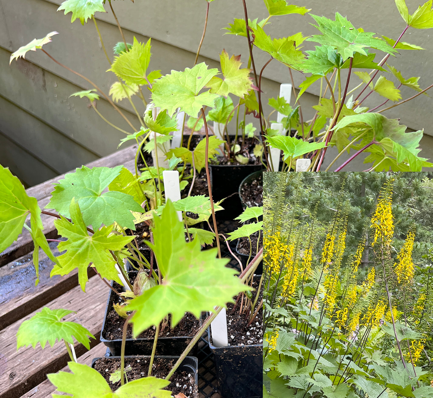 Ligularia stenocephala ‘The Rocket’