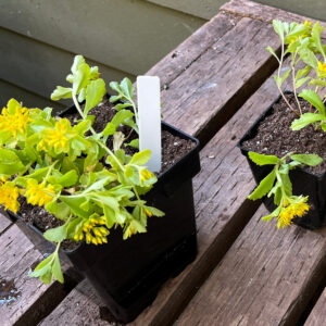 Kamchatka sedum, or stonecrop, Phedimus kamtschaticus, formerly Sedum kamtschaticum