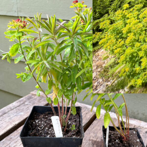 Cushion spurge, Euphorbia polychrome