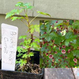 Prickly native black currant, Ribes lacustre
