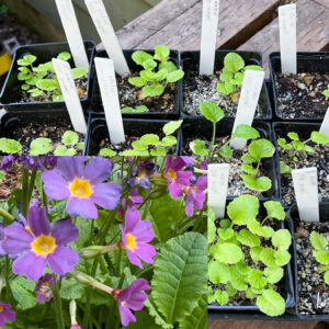 Oxlip primrose subspecies seedlings, Primula elatior ssp. meyeri