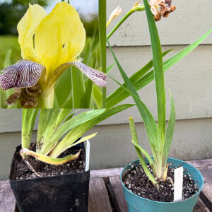 The Peterson bearded iris, Iris germanica ‘Gracchus’