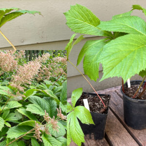 Rodgersia pinnata
