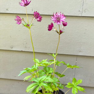 Masterwort, Astrantia major ‘Claret’