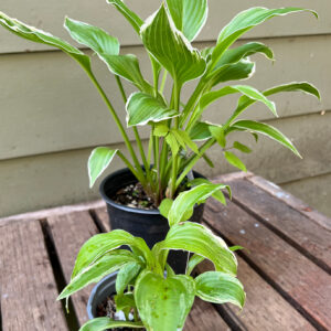 Hosta – variegated, white margin