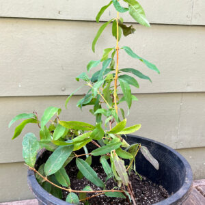 Honeyberry, haskap, Lonicera caeruela