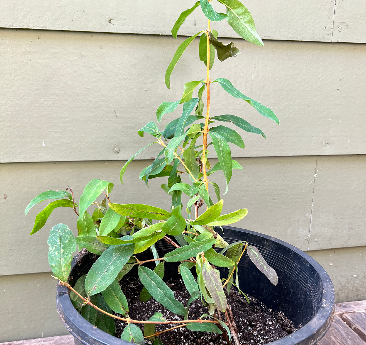 Honeyberry, haskap, Lonicera caeruela