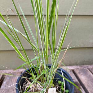 Deschamsia cespitosa ‘Northern Lights’ grass
