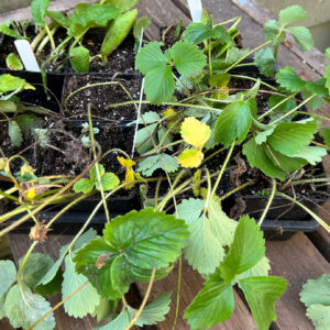 Strawberries, Fragaria sp.