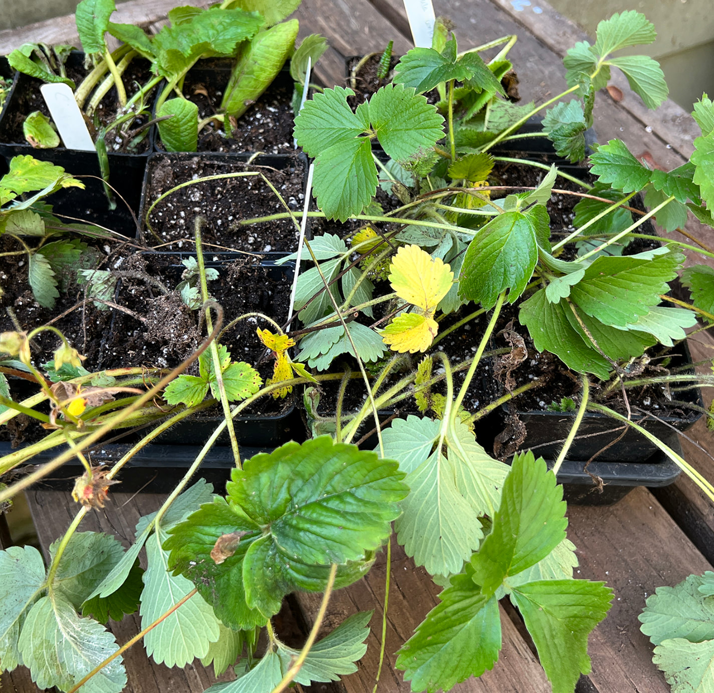 Strawberries, Fragaria sp.