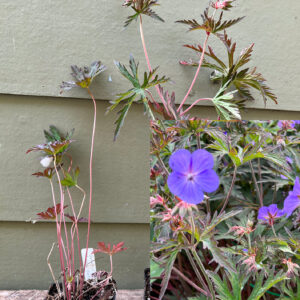 Geranium ‘Purple Haze’