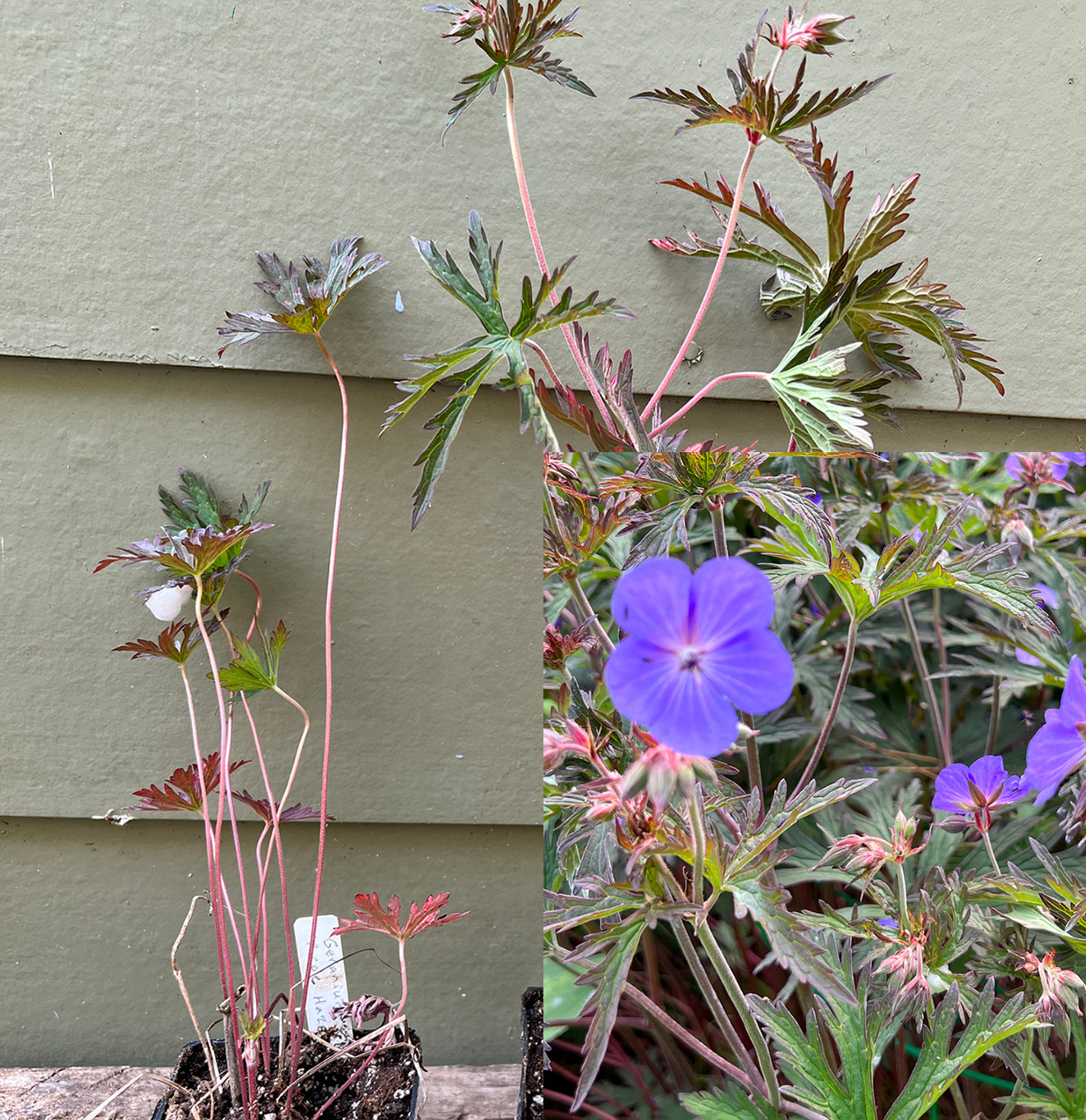 Geranium ‘Purple Haze’