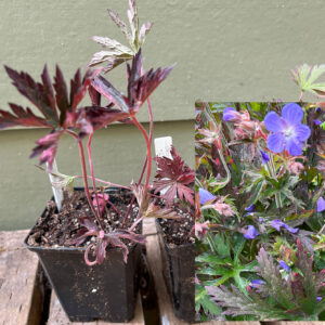 Geranium ‘Dark Reiter’