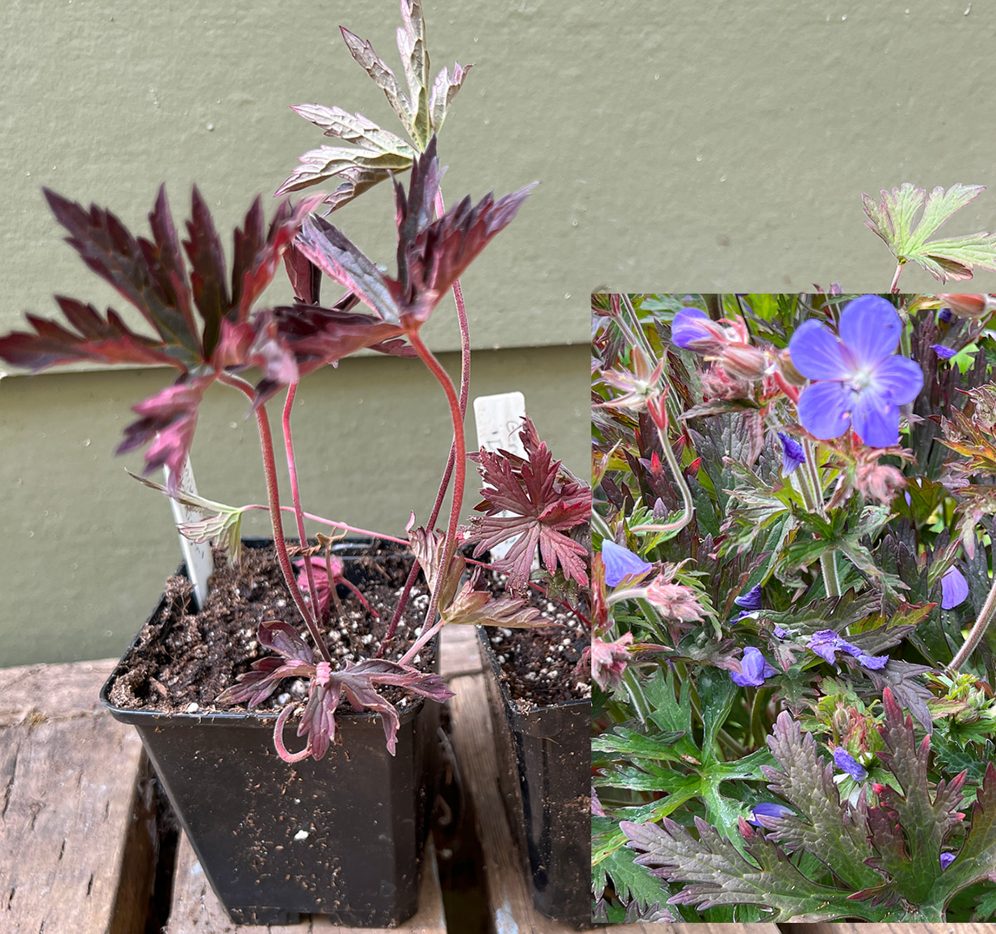 Geranium ‘Dark Reiter’
