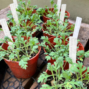 Pacino poppy seedlings, Papver nudicaule