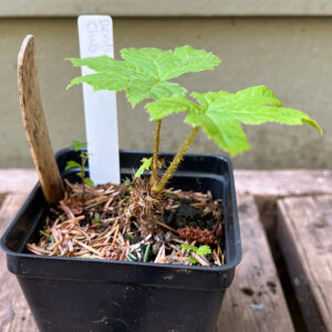Devil’s Club, S’aaxt, Oplopanax horridus