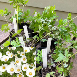 Snowdrop anemone, Anemone sylvestris