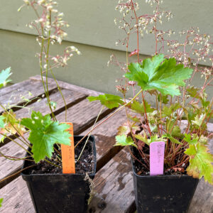 Native Alpine coral bells, Heuchera glabra